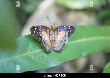 Schöne Schmetterlinge aus der Cockrell Schmetterling Zentrum im Museumsviertel, Houston, Tx Stockfoto