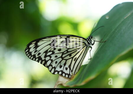 Schöne Schmetterlinge aus der Cockrell Schmetterling Zentrum im Museumsviertel, Houston, Tx Stockfoto