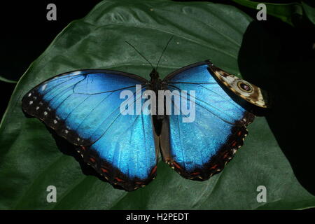 Schöne Schmetterlinge aus der Cockrell Schmetterling Zentrum im Museumsviertel, Houston, Tx Stockfoto