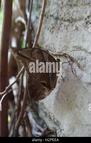 Schöne Schmetterlinge aus der Cockrell Schmetterling Zentrum im Museumsviertel, Houston, Tx Stockfoto