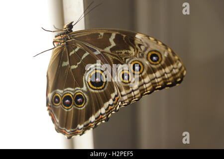 Schöne Schmetterlinge aus der Cockrell Schmetterling Zentrum im Museumsviertel, Houston, Tx Stockfoto