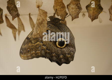 Schöne Schmetterlinge aus der Cockrell Schmetterling Zentrum im Museumsviertel, Houston, Tx Stockfoto