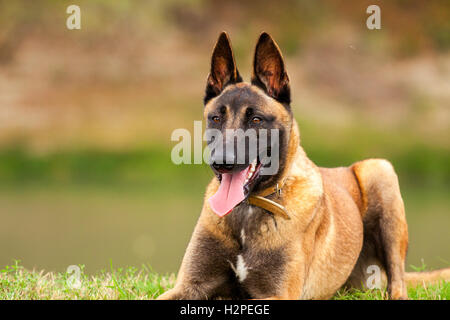 Belgische Malinois junger Welpe im Bereich park Stockfoto