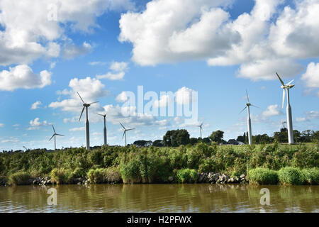 Kuh Kühe Grasgrün Betrieb Landwirtschaft Landschaft Friesland Fryslan Niederlande Stockfoto