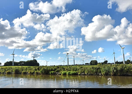 Kuh Kühe Grasgrün Betrieb Landwirtschaft Landschaft Friesland Fryslan Niederlande Stockfoto