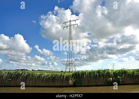 Kuh Kühe Grasgrün Betrieb Landwirtschaft Landschaft Friesland Fryslan Niederlande Stockfoto