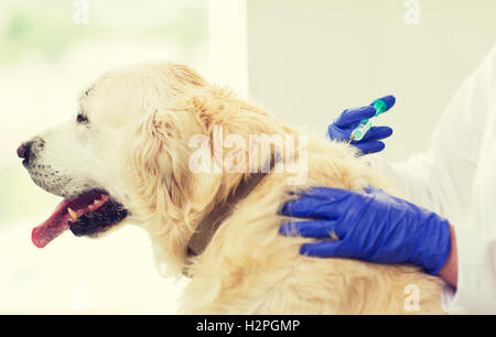 Nahaufnahme von Tierarzt Hund Klinik Impfstoff zu Stockfoto