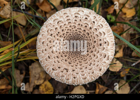 Pilz Parasol (Macrolepiota Procera oder Lepiota Procera) ist ein Basidiomycete Pilz mit einer großen, markanten Fruchtkörper vostellen Stockfoto