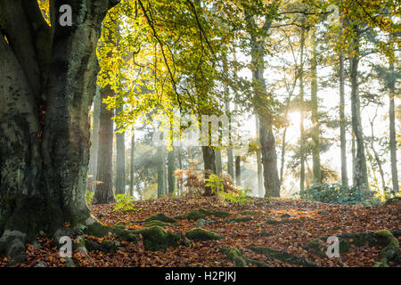 Herbstsonne in den Wäldern oder forrest, Lickey Woods, Birmingham, England, Großbritannien Stockfoto