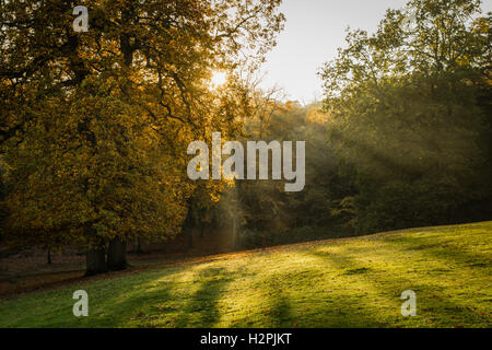 Herbst Sonne in den Wald, lickey Woods, Birmingham, Großbritannien Stockfoto