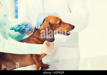 Nahaufnahme von Tierarzt Hund Klinik Impfstoff zu Stockfoto