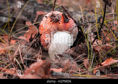 Amanita Muscaria a.k. Fliegenpilz. Der Pilz wächst im Wald. Stockfoto