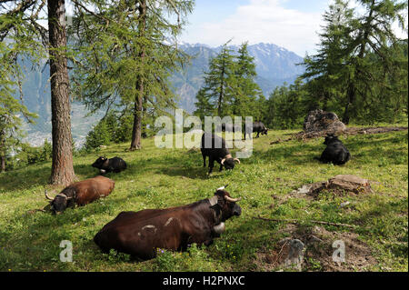 SCHWEIZ Kanton Wallis, Schweizer alpen, Landwirtschaft in den Bergen, grasende Eringer Milchkühe, ein altes Kuhrennen, die Milch ist die Basis von Raclette-Käse / SCHWEIZ Kanton Wallis, Landwirtschaft auf Alpen zur Beweidung von Flaechen und Vermeidung von Verbuschung der Kulturlandschaften, Erringer Kuehe auf der Alpe Col du Lein , von Nicolas und Natalie Rouiller, aus der Milch wird der Raclette Kaese hergestellt Stockfoto