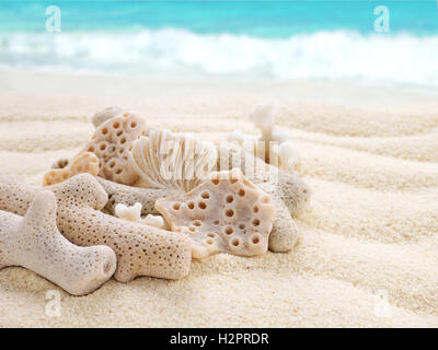 Korallen am Sandstrand auf dem unscharfen Hintergrund Stockfoto