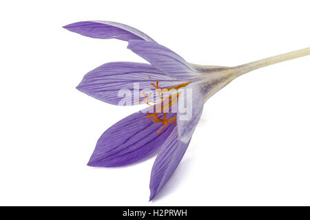 Violette Blume der Herbstzeitlosen Nahaufnahme, isoliert auf weißem Hintergrund Stockfoto