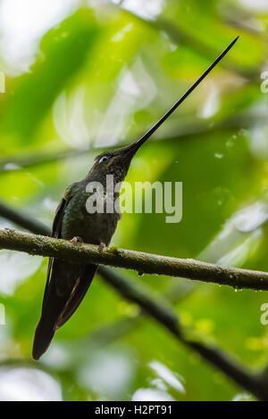 Ein Schwert-billed Kolibri (Ensifera Ensifera) thront auf einem Ast im Nebelwald der Anden. Ecuador, Südamerika. Stockfoto