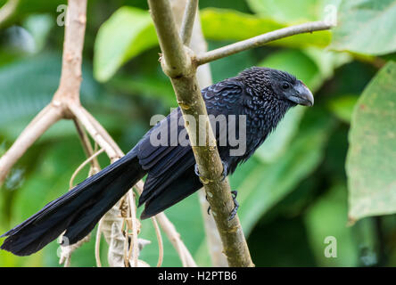 Ein glatt-billed Ani (Crotophaga Ani) thront auf einem Ast. Ecuador, Südamerika. Stockfoto