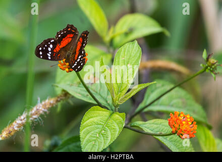 Einen bunten Schmetterling Fütterung auf wilde Blume im Amazonas-Regenwald. Ecuador, Südamerika. Stockfoto