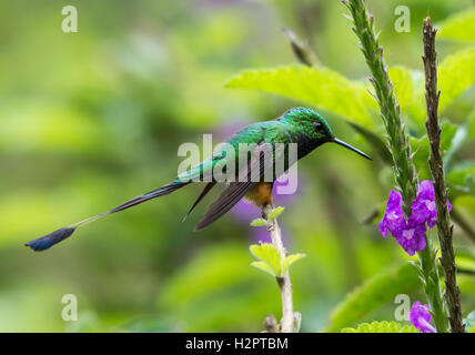 Ein gebootet Schläger-Tail-Kolibri (Grundfarbe Underwoodii) Fütterung auf Blumen. Ecuador, Südamerika. Stockfoto