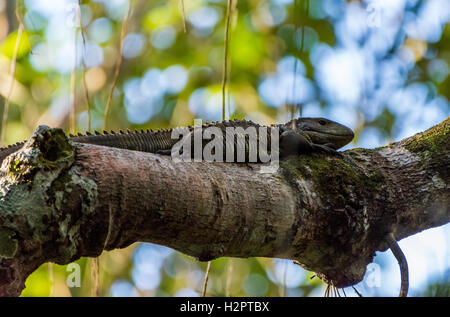 Ein Kaiman Echse (Dracaena Guianensis) ruht auf einem Baumstamm im Amazonas-Regenwald. Ecuador, Südamerika. Stockfoto