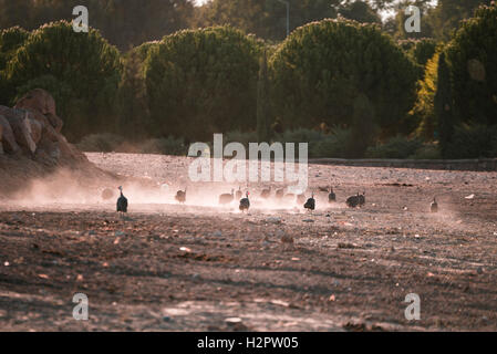 Laufende Guineafowls Herde mit Staub Stockfoto