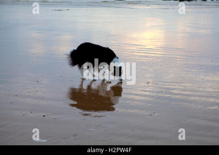 Border-Collie auf nassen Sand mit Sonnenaufgang Reflexion Stockfoto