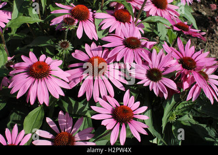 Echinacea Purpurea blühenden Kegel flower(medicinal her) Stockfoto