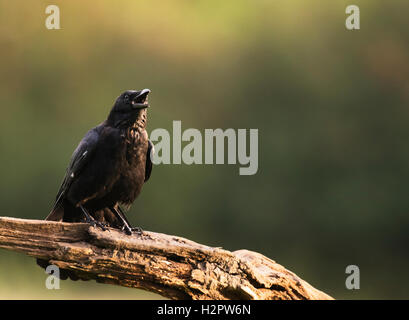 AAS-Krähe Corvus Corone aufrufen aus umgestürzten Baum Ast am frühen Morgen Sonnenschein, Warwickshire Stockfoto