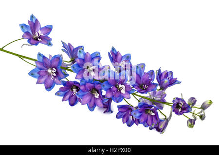 Blume des Delphinium (Rittersporn), isoliert auf weißem Hintergrund Stockfoto