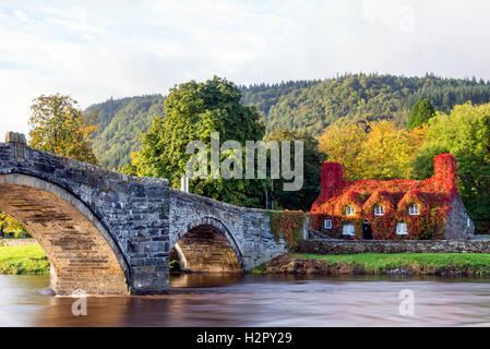 Virginia Creeper/Efeu übersicht Herbst Farbe für trefriw Teestuben, Wales, UK. Stockfoto