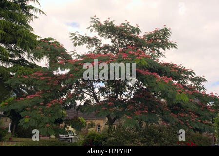 Albizia Julibrissin F. Rosea - Rosa Seide Baum Stockfoto