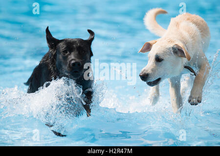 Zwei Hunde, Labrador Retriever, im Schwimmbad, blaues Wasser Stockfoto