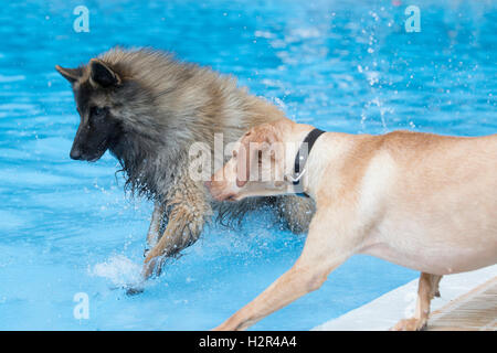 Zwei Hunde im Schwimmbad, blaue Wasser laufen Stockfoto