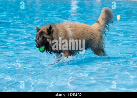 Hund, blaues belgische Schäferhund Tervuren, bezaubernde Tennisball Swimming Pool, Wasser Stockfoto