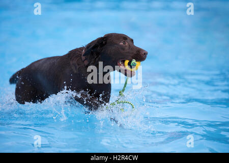 Hund, braune Labrador Retriever, gelbe Kugel im Schwimmbad, blaue Wasser holen Stockfoto