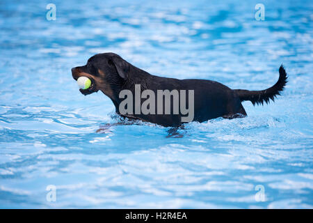 Hund, Rottweiler, mit Tennisball Swimming Pool, blaues Wasser Stockfoto