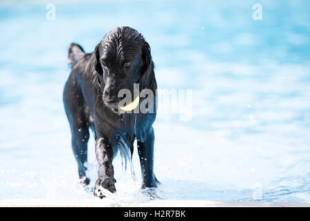 English Cocker Spaniel Hund, Schwimmbad mit gelben Ball aus Stockfoto