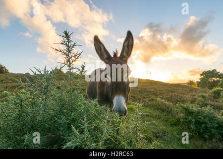 Grau neue Wald Esel mit gespitzten Ohren Beweidung auf einem ginster Bush in der Abendsonne im Hampshire National Park, England, Großbritannien Stockfoto