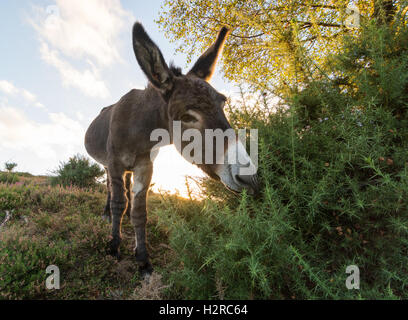 Grau neue Wald Esel mit gespitzten Ohren Beweidung auf einem ginster Bush in der Abendsonne im Hampshire National Park, England, Großbritannien Stockfoto