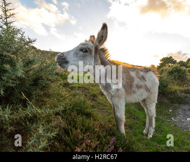 Junge, gesprenkelte New Forest Esel grasen auf einer ginster Bush in der Abendsonne im Hampshire National Park, England, Großbritannien Stockfoto