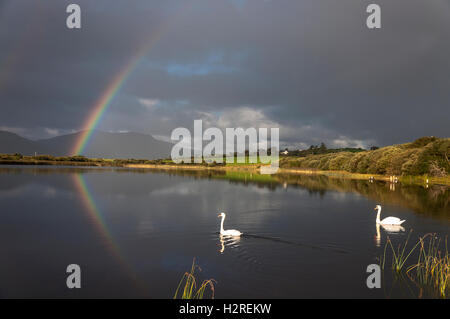 Lake Shanaghan, Ardara, County Donegal, Irland Wetter. 1. Oktober 2016. Ein Regenbogen spiegelt sich im See, wie Schwäne durch auf einen Tag voller Sonnenschein und kräftige Schauer an der Westküste gleiten.  Bildnachweis: Richard Wayman/Alamy Live-Nachrichten Stockfoto