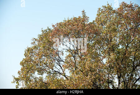 Östlichen Rhodopen Mountians Bulgarien 1. Oktober 2016: Sonne, blauer Himmel, Herbst Goldern Colurs Schafe weiden, Vieh zu Fuß entlang der mountian Straßen, Tiere suchen Wasser in trockenen Flussbetten an wärmeren Tagen als normal für diese Zeit des Jahres Leben © Clifford Norton/Alamy Stockfoto