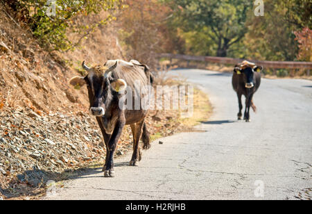 Östlichen Rhodopen Mountians Bulgarien 1. Oktober 2016: Sonne, blauer Himmel, Herbst Goldern Colurs Schafe weiden, Vieh zu Fuß entlang der mountian Straßen, Tiere suchen Wasser in trockenen Flussbetten an wärmeren Tagen als normal für diese Zeit des Jahres Leben © Clifford Norton/Alamy Stockfoto