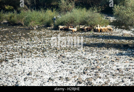 Östlichen Rhodopen Mountians Bulgarien 1. Oktober 2016: Sonne, blauer Himmel, Herbst Goldern Colurs Schafe weiden, Vieh zu Fuß entlang der mountian Straßen, Tiere suchen Wasser in trockenen Flussbetten an wärmeren Tagen als normal für diese Zeit des Jahres Leben © Clifford Norton/Alamy Stockfoto