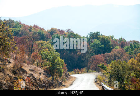 Östlichen Rhodopen Mountians Bulgarien 1. Oktober 2016: Sonne, blauer Himmel, Herbst Goldern Colurs Schafe weiden, Vieh zu Fuß entlang der mountian Straßen, Tiere suchen Wasser in trockenen Flussbetten an wärmeren Tagen als normal für diese Zeit des Jahres Leben © Clifford Norton/Alamy Stockfoto