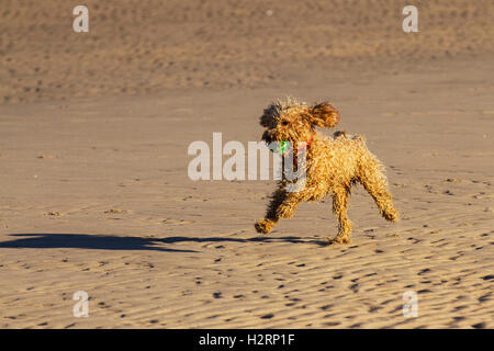 Braun Pudel in Southport, Lancashire. 2. Oktober 2016. UK Wetter: Toller Start in den Tag mit klarem Himmel und Sonnenschein als Hundebesitzer ihre Hunde auf ainsdale Strand. Eine Vielzahl von Tieren, darunter Cocker Spaniel, Labrador und ein seltsames Curly pet Cockapoo, genannt Roger Chase nach oben und unten das Vorland planschen in der Gezeiten- Wasser auf die Irische See. © MediaWorld Images/Alamy leben Nachrichten Stockfoto