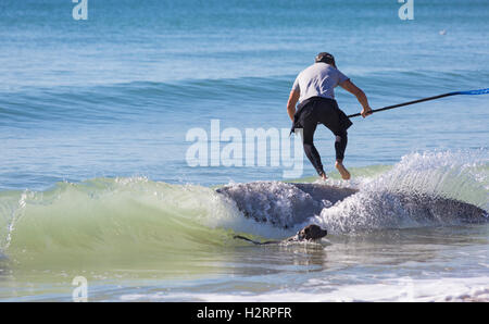 Bournemouth, Dorset, UK. 2. Oktober 2016. UK-Wetter: herrlich sonnigen Tag in Bournemouth Strände - Staffordshire Bull Terrier Hund genießen eine Fahrt mit Paddel Board Credit: Carolyn Jenkins/Alamy Live News Stockfoto