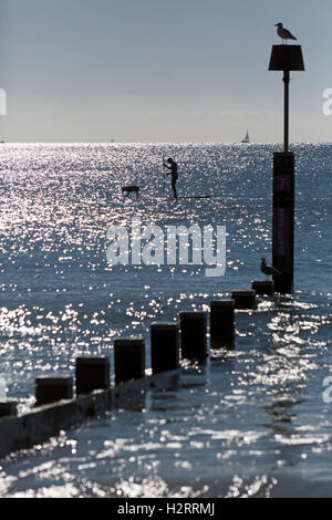 Bournemouth, Dorset, UK 2. Oktober 2016. UK-Wetter: herrlich sonnigen Tag an den Stränden von Bournemouth - Staffordshire Bull Terrier Hund genießt eine Fahrt mit Paddel Board im Sonnenlicht Credit: Carolyn Jenkins/Alamy Live News Stockfoto