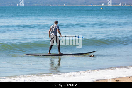 Bournemouth, Dorset, UK 2. Oktober 2016. UK-Wetter: herrlich sonnigen Tag in Bournemouth Strände - Staffordshire Bull Terrier Hund genießen eine Fahrt mit Paddel Board Credit: Carolyn Jenkins/Alamy Live News Stockfoto