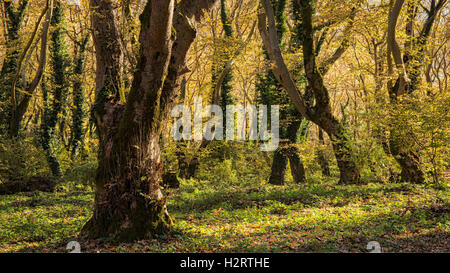 Alter Wald in Zagoria Stockfoto